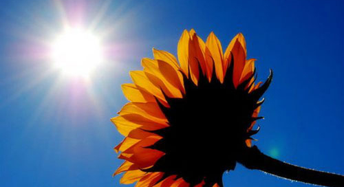 Five ways to help your week THRIVE! From CEO Rob Kelly... The Thrive Programme - sunflower