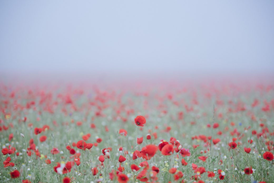 The Thrive Programme - poppies field