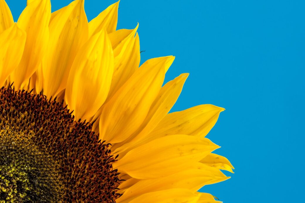 Thriving 4 years on - Liz shares her story! The Thrive Programme - sunflower